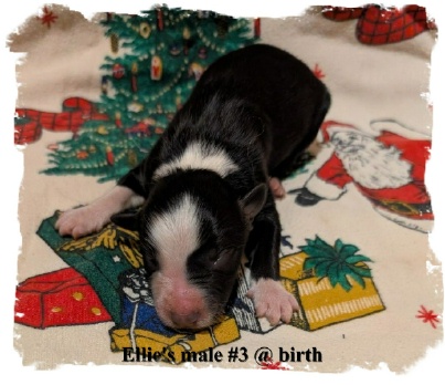 ABCA Registered Border Collie B/W male 